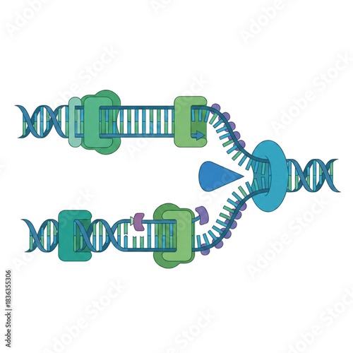 Detailed illustration of DNA replication fork, showing genetic processes and molecular biology concepts for educational or scientific resources