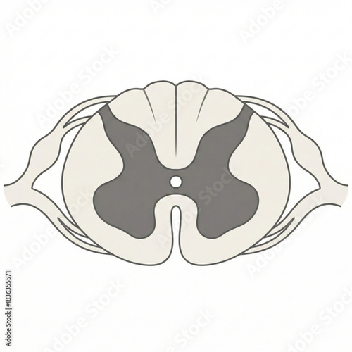 Detailed spinal cord cross-section illustration for medical education or healthcare marketing, showcasing anatomy, physiology, and neurological concepts