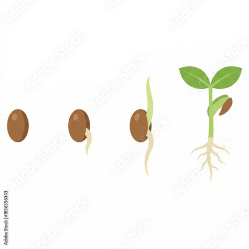 Watch life begin with this captivating seed germination sequence showing growth stages, perfect for educational materials and promoting a love for nature
