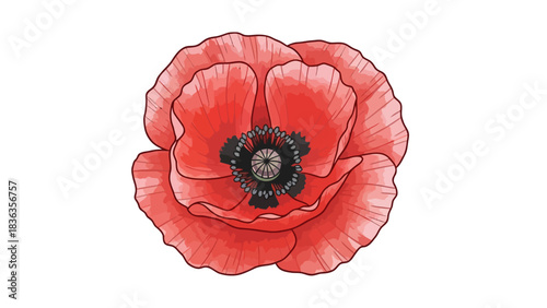 A stylized red poppy flower with detailed petals and a dark center