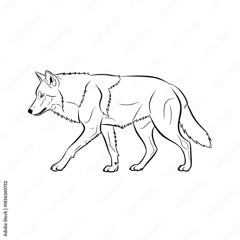 Fototapeta premium Black and White Line Drawing of a Wolf
