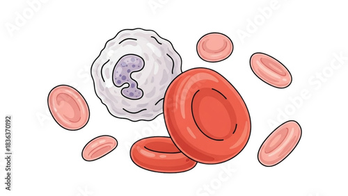 Educational illustration depicting various human blood cell types, including red blood cells and a white blood cell, highlighting microscopic biological components
