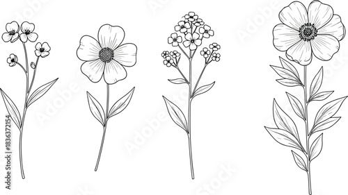 Botanical flower sketch, black and white, floral drawing, plant illustration, vintage style, nature study, flat vector illustration