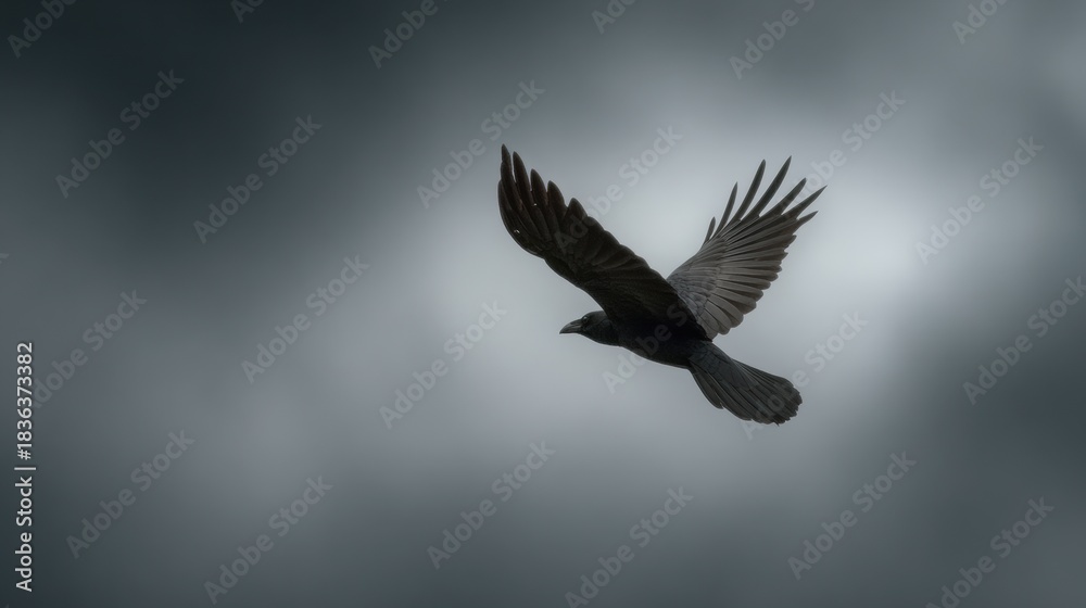 Obraz premium Crow in Flight Against Foggy Sky Represents Transition and Omens in Nordic Beliefs, Showcasing Natures Mysteries and Symbolism