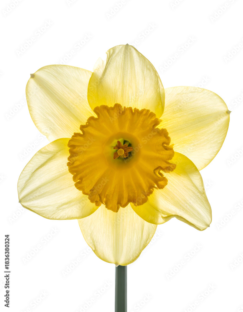 Fototapeta premium Isolated bright yellow daffodil bloom with a ruffled cup and vibrant petals on black