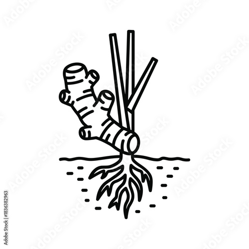 Ginger Plant with Roots and Shoots Line Art Icon