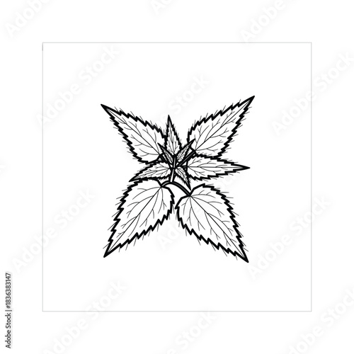 Botanical Line Art of Nettle Leaves