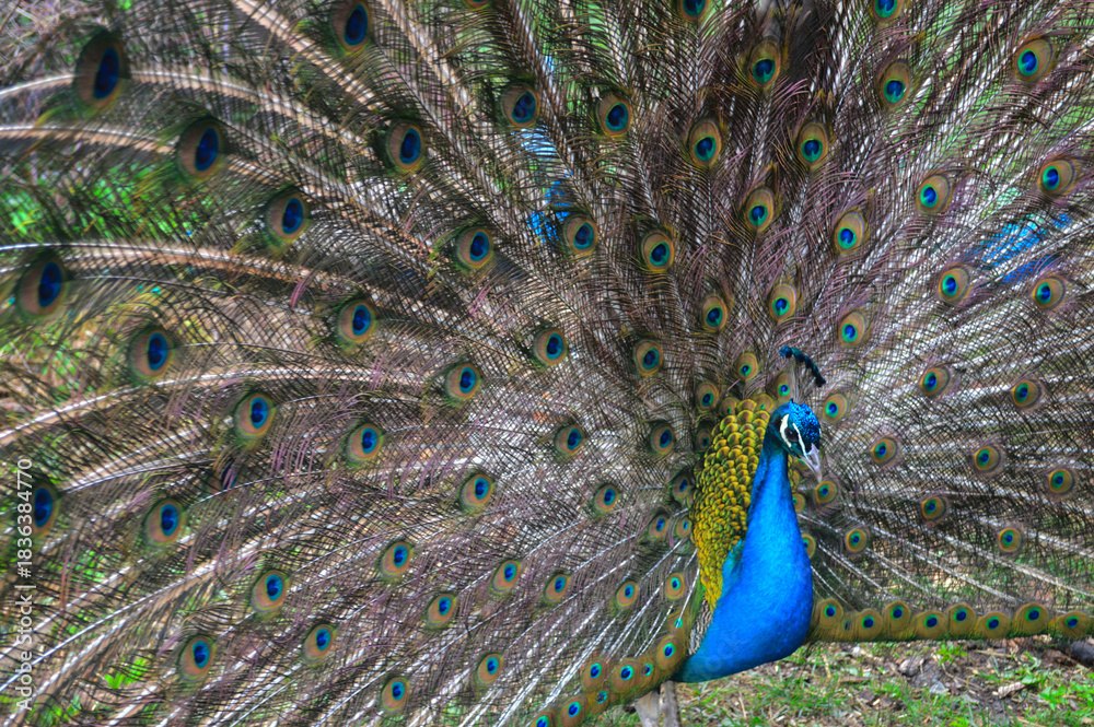 Obraz premium Vibrant male peacock displaying full colorful plumage in natural setting
