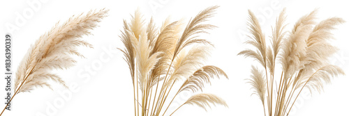  Set of beige pampas grass stick isolated on a transparent background