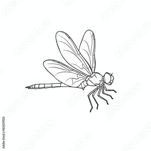 Black and White Dragonfly Line Art Illustration
