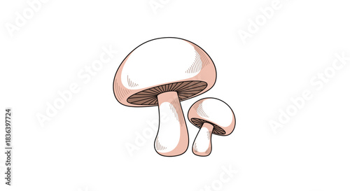 Simple hand-drawn illustration of two fresh champignon mushrooms with a textured sketch style isolated on a clean white background.