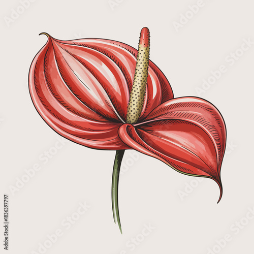 An elegant anthurium flower in a striking red hue with a unique shape, presented on a soft cream background, embodying beauty and sophistication in floral art.