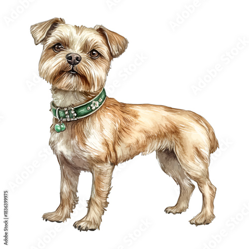 Watercolor Border Terrier dog with green studded collar, vector
