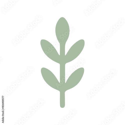 Illustration of a simple light green plant stem with three pairs of leaves on a white background