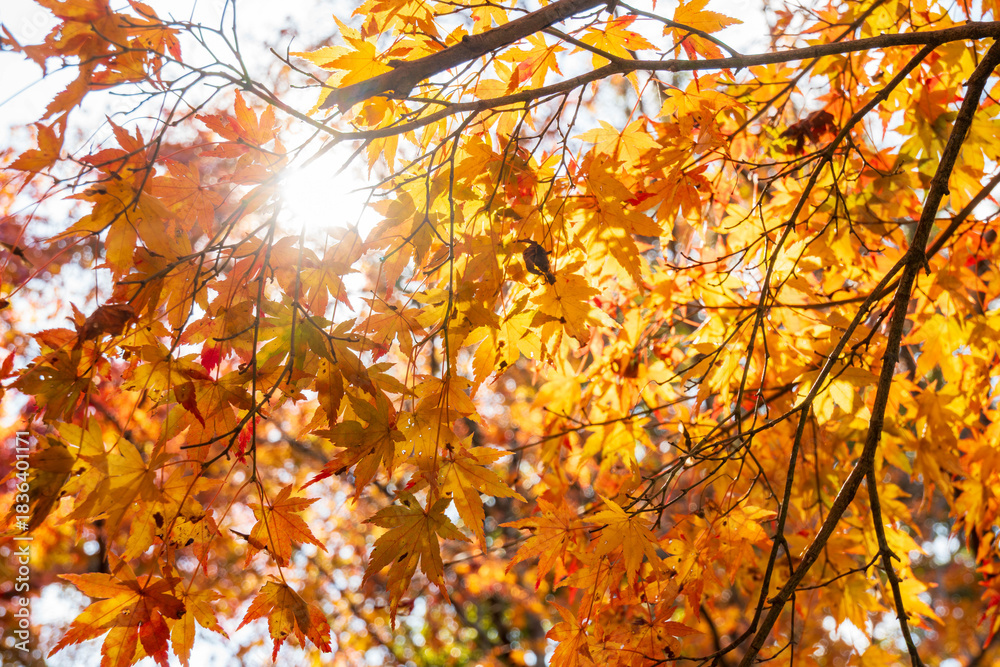 Fototapeta premium 静岡県浜松市鳥羽山公園の紅葉 