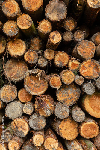 A Large Pile Of Cut Down Trees Turned in To Logs and Stacked In A English Forest