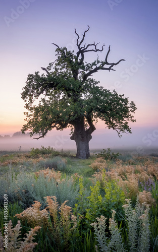 Wallpaper Mural lonely tree in the field Torontodigital.ca
