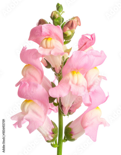 Close-up of a pink and yellow snapdragon flower stem isolated on a black background