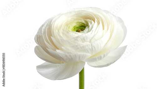 A pristine white flower in full bloom, with layered petals, and a green stem on a black background