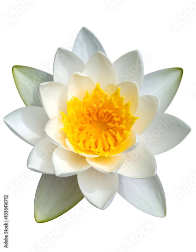 Overhead shot of a pristine white and yellow water lily flower against a transparent backdrop
