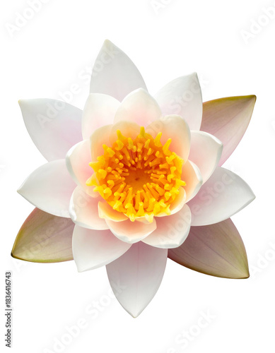Close-up of a delicate, white and pale pink water lily, its bright yellow center prominent