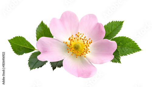 Close-up of a delicate pink flower with yellow center and vibrant green leaves