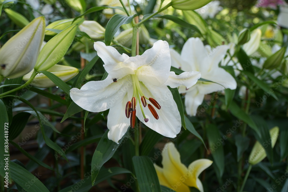 Fototapeta premium white lily