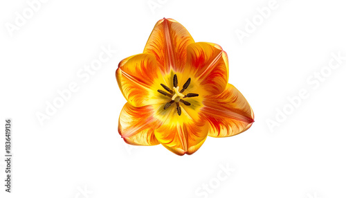 Overhead vibrant tulip blossom, petals radiating color against stark black background