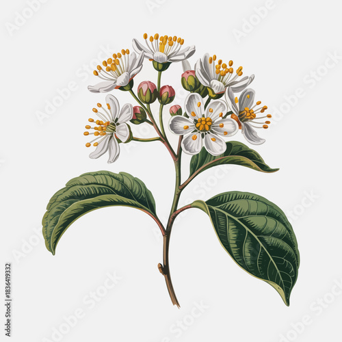 This stunning botanical artwork features a detailed depiction of a flowering plant, showcasing its delicate blossoms and vibrant green leaves against a clean backdrop.