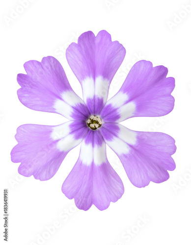 Overhead shot of a delicate, six-petal flower with lavender and white coloration