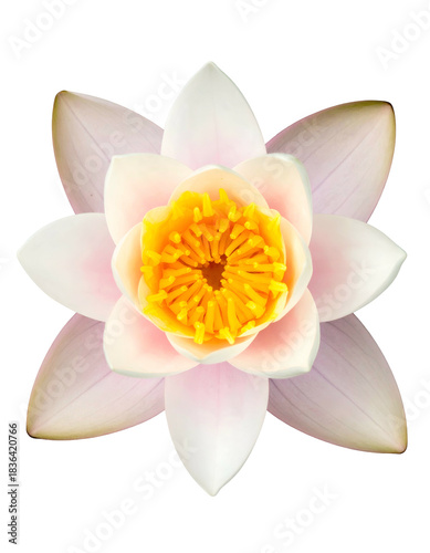 Close-up view of a blooming aquatic flower with pale pink petals and a bright yellow center