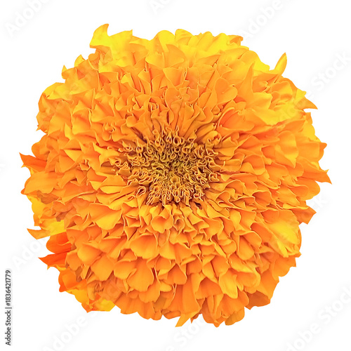 Wallpaper Mural calendula flowers isolated on white background Torontodigital.ca