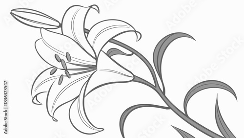 Elegant Line Art Lily Flower with Bud and Leaves Illustration on White Background, Botanical Drawing for Design