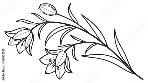 Elegant Bell Flowers Branch Line Art Illustration. Hand-drawn Botanical Outline for Decorative Design Element and Graphic Resource.
