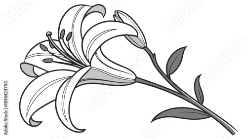 Elegant Monochromatic Lily Flower Line Art Illustration with Bud and Leaves, Detailed Botanical Drawing in Black and White