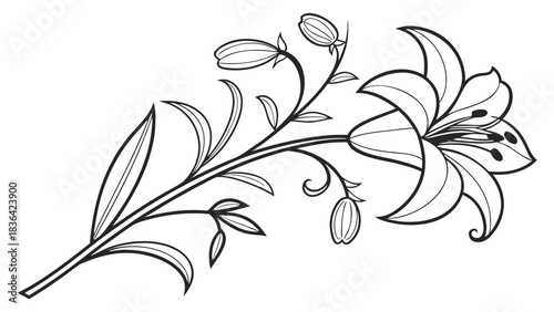 Elegant Lily Flower Line Art Illustration with Buds and Leaves, Detailed Botanical Outline Sketch