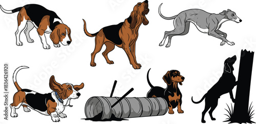 Hound dog breed illustration set featuring Beagle, Bloodhound, Greyhound, Basset Hound, and Dachshund in various poses, isolated color vector graphic.