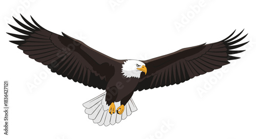 A majestic bald eagle in flight with its wings fully extended against a white background.