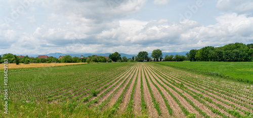 Idyllic Alsace scenery