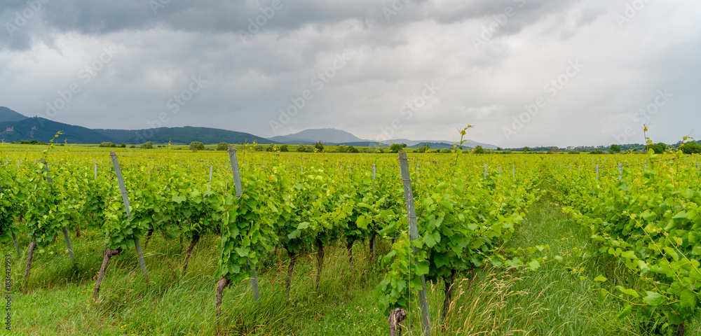 Obraz premium Idyllic Alsace scenery