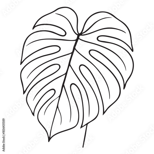 Monstera deliciosa leaf exotic plant vector black and white line art illustration