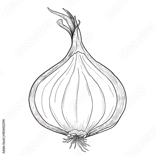 Detailed line art illustration of a fresh onion bulb with roots and stem isolated on transparent background