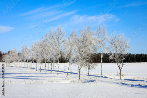 Frosted Tree Lined Road on a Beautiful Day of February. 