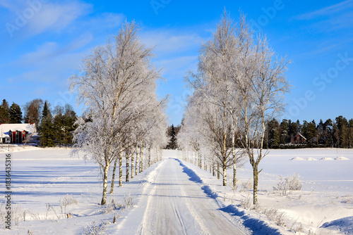 Frosted Birch Tree Lined Road in February, Horizontal View. 