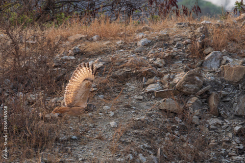 Indian eagle-owl flying in landscape