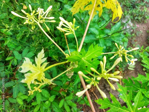 Young papaya tree with budding flowers in garden