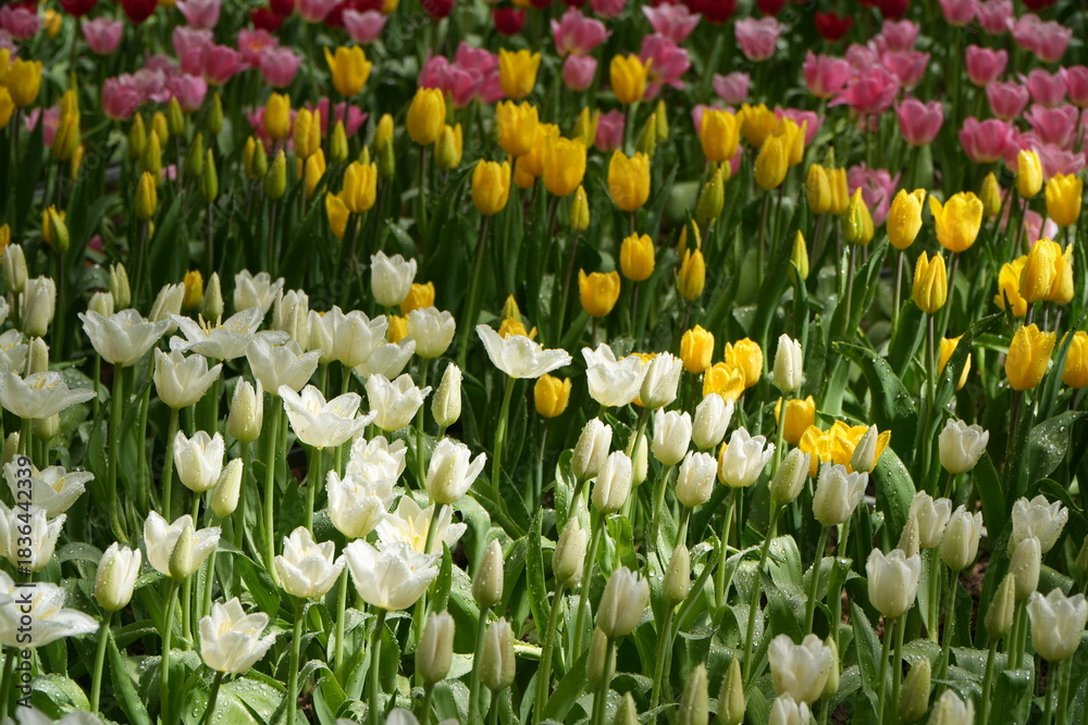 Obraz premium tulips
