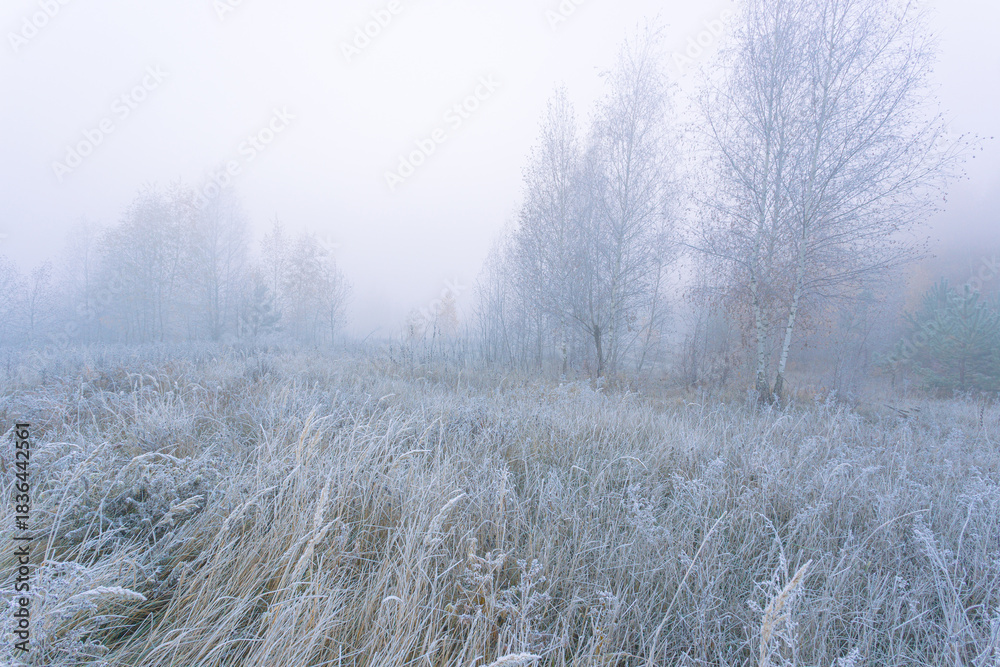 Fototapeta premium Misty sunrise. Beautiful autumn morning landscape with young trees on a foggy meadow and rime on the grass.