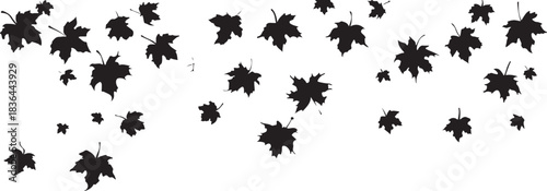 Scattered Black Maple Leaves Silhouette on White Background autumn fall