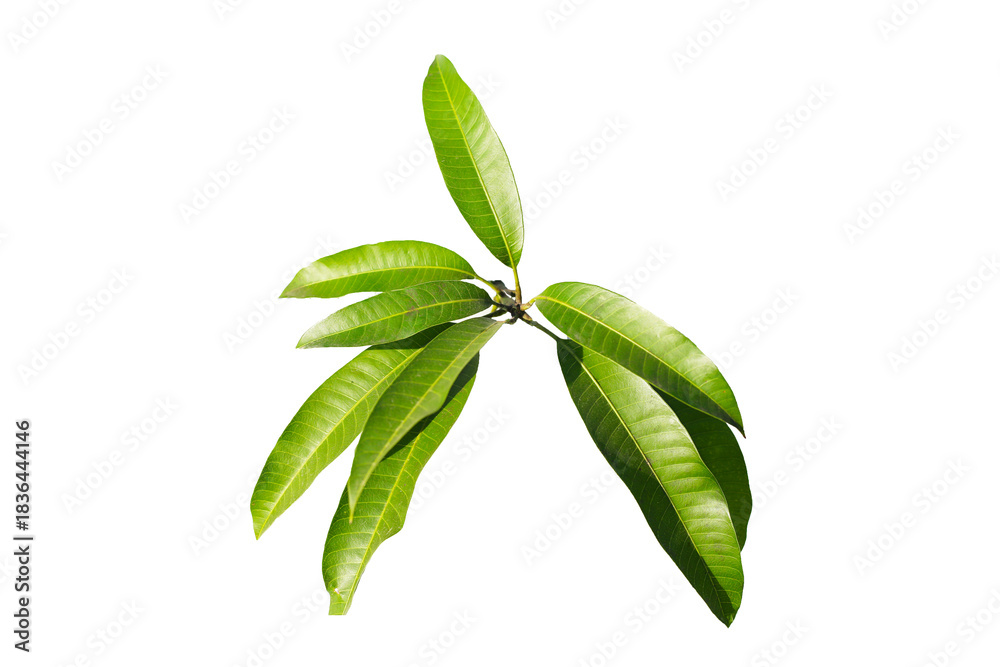 Obraz premium Mango leaves on white background.